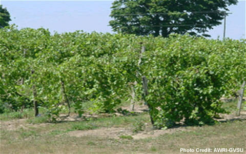 Rows of orchard trees in an agricultural field.